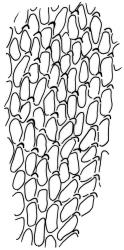 Pseudoleskea imbricata, mid laminal cells. Drawn from B.H. Macmillan 73/632, CHR 263028.
 Image: R.C. Wagstaff © Landcare Research 2018 
